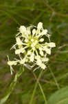 Green fringed orchid